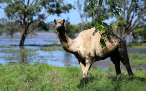 rockhampton camel debbie