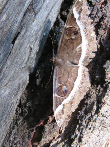 Erebus Moth - Erebus terminitincta - 11 April 2020